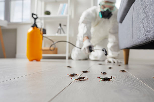 Post-Treatment Bed Bug Interceptor Monitoring in Toronto